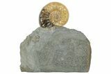 Translucent Ammonite (Asteroceras) Fossil - Dorset, England #240741-3